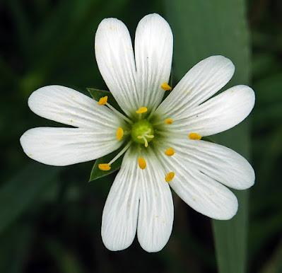 Stellaire holostée (Stellaria holostea)
