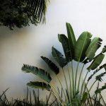 Le mystère des feuilles marron du palmier : causes, astuces et entretien pour un jardin luxuriant