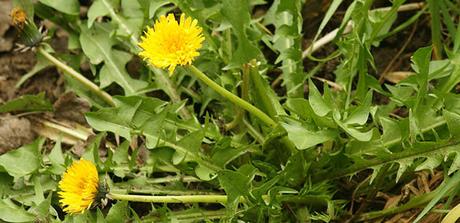 pissenlit_article