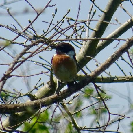 Faire connaissance avec un nouvel oiseau Faire connaissance avec un nouvel oiseau