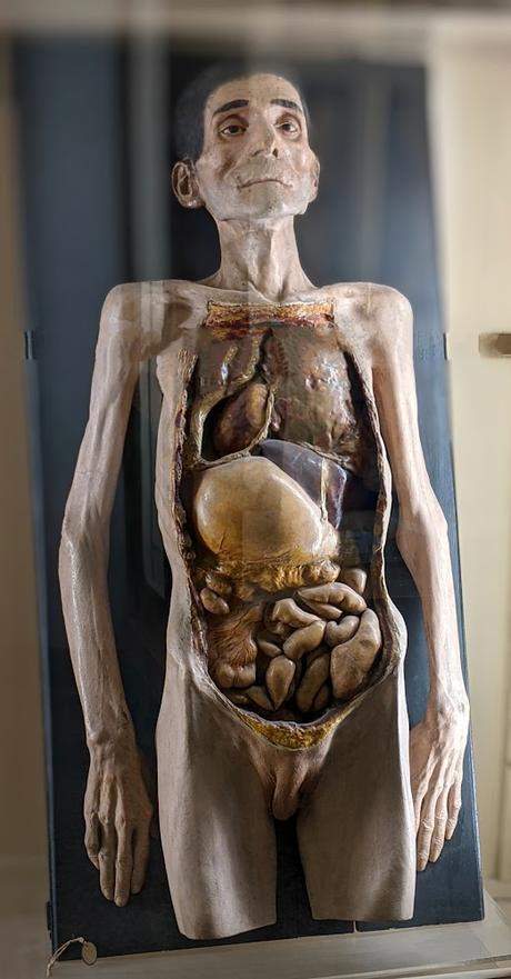 Les cires anatomiques de la collection Luigi Cattaneo à Bologne —  20 photographies