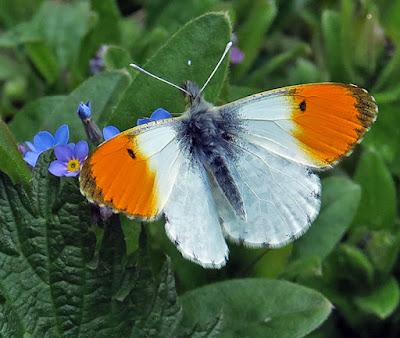 Aurore (Anthocharis cardamines)