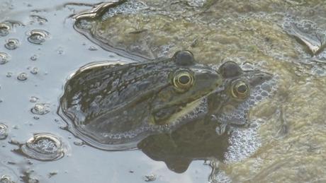 Toutes les grenouilles ne s’appellent pas Jean-Claude