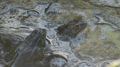 Toutes les grenouilles ne s’appellent pas Jean-Claude