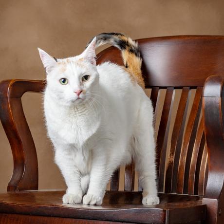 Séances de portraits « Cool Cats of Essex County » pour collecter des fonds pour CPAW New Jersey