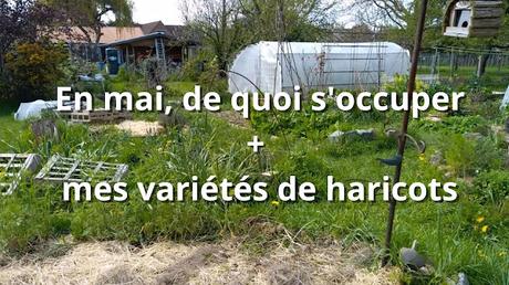 En mai, de quoi s'occuper pour le jardinier + variétés de haricots (vidéo)