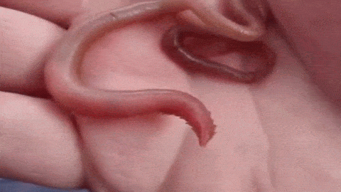 L'impressionnante dévagination du proboscis à 4 mandibules de ce ver marin annélide du genre Glycera 