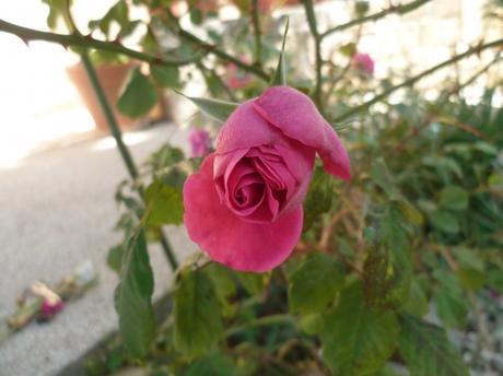 muguet,aloe vera,iris,lilas,lilas d'espagne,fleurs,plantes,jardin,jardinage