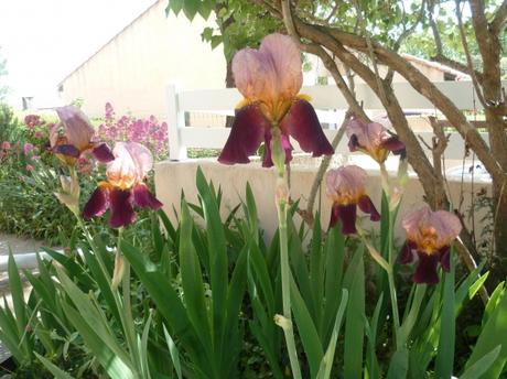 muguet,aloe vera,iris,lilas,lilas d'espagne,fleurs,plantes,jardin,jardinage