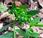 Euphorbe douce (Euphorbia dulcis)