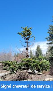 Saison de neige et de ski record !