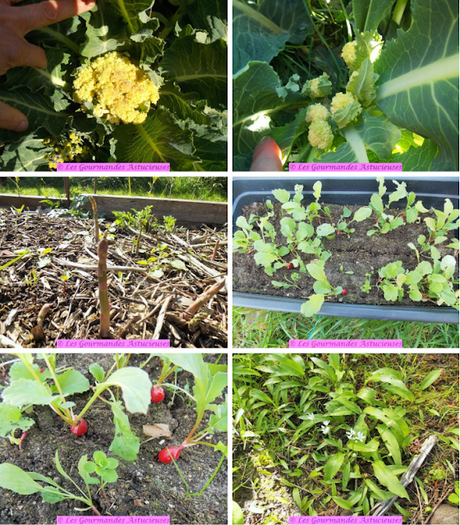 Chou-fleur, asperges et radis sur galette croustillante aux lentilles, accompagnés de tempuras de fanes et d'ail des ours (Vegan)