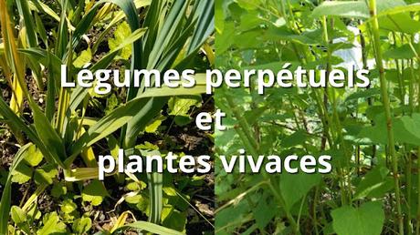 Plus de légumes perpétuels, de plantes vivaces pour moins de travail au jardin (vidéo)