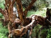 Petit guide Machu Picchu trek alternatif Huchuy Qosqo