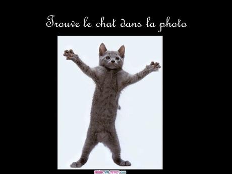 Divers - Trouve un chat sur chaque photo !!!!!