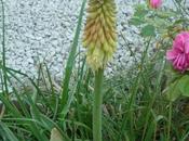 jardin jour juste avant pluie