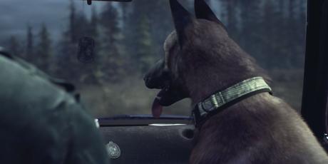 Le fidèle chien de berger allemand avec ses oreilles dressées et la langue tirée regardant par le pare-brise de la voiture pendant qu'Ellis conduit dans Blair Witch.