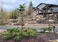 Nos arbres repousseront-ils ?