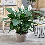 Vous ne croirez jamais ces 3 secrets pour transformer votre Spathiphyllum en une explosion de verdure et de fleurs ! Spathiphyllum Fleur de Lune Plante d’intérieur – Arbuste intérieur en pot 9 cm