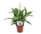 Plant in a Box - Spathiphyllum 'Spoonplant' - Purificateur d'air - Plante d'intérieur - Pot 12cm - Hauteur 30-40cm