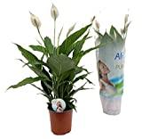 Plant in a Box - Spathiphyllum Lima - Plante d'intérieur fleurie et purificatrice d'air - Pot 17cm - Hauteur 60-75cm