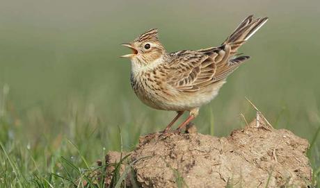 alouette_des_champs_neil_smith