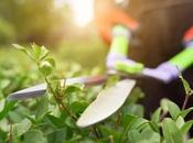 Techniques pour tailler arbres arbustes
