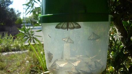 MES BUIS CE JOUR jardin,jardinage,pyrale du buis,papillon,buis,arbuste,attaques