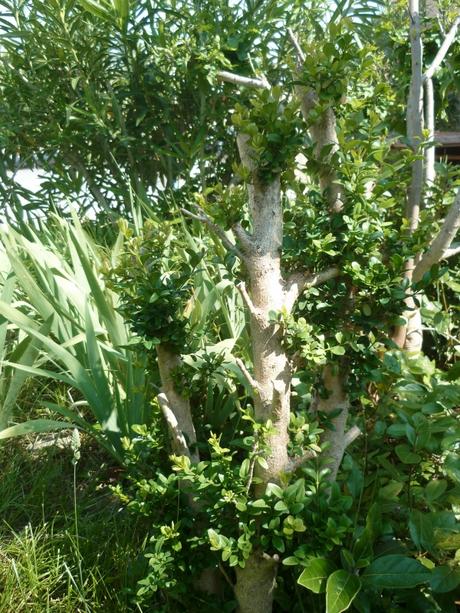 MES BUIS CE JOUR jardin,jardinage,pyrale du buis,papillon,buis,arbuste,attaques