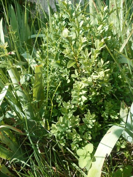 MES BUIS CE JOUR jardin,jardinage,pyrale du buis,papillon,buis,arbuste,attaques