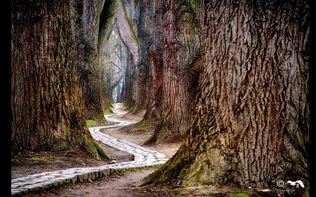 Divers - De toute beauté - 1