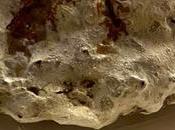 Madeleine partage rhum raisin