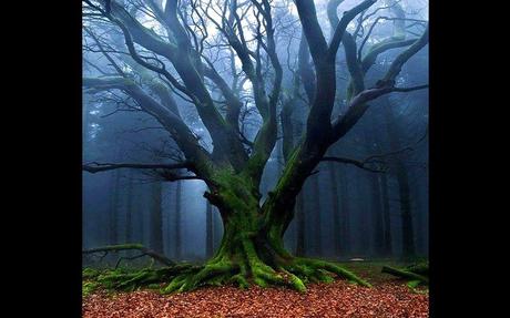 Divers - De toute beauté - 2