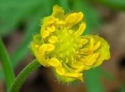 Renoncule tête d'or (Ranunculus auricomus)