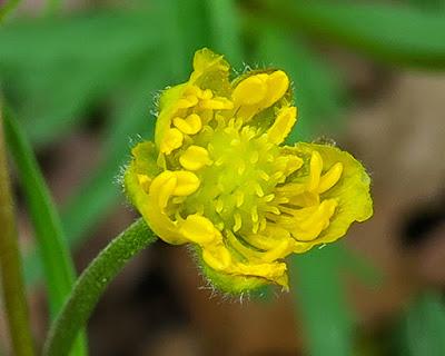 Renoncule tête d'or (Ranunculus auricomus)
