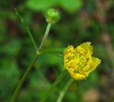 Renoncule tête d'or (Ranunculus auricomus)
