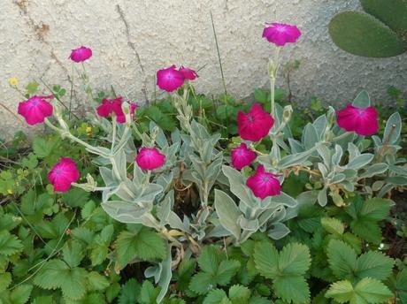 P1100452 oreilles d'ours 240523.JPG