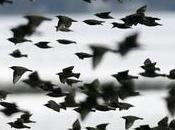 "Toi Écoute peu" (Une pluie d'oiseaux, Marielle Macé, Corti)