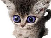 France Pont d'Avigon