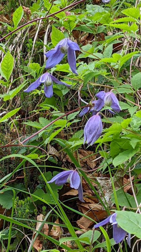 Leutaschklamm — La gorge de la Leutasch — 30 Bilder / 30 photos