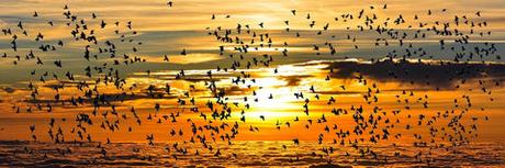 Oiseaux migrateurs