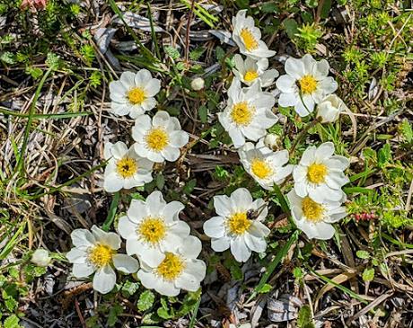 30 Bilder Maiblüten in Mittenwald / Fleurs de mai à Mittenwald — 30 photos
