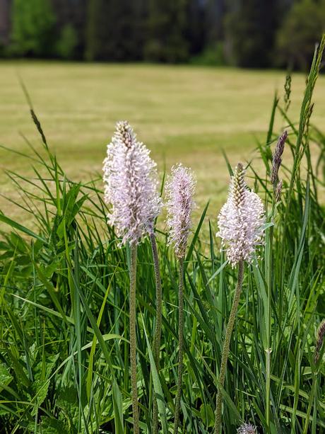 30 Bilder Maiblüten in Mittenwald / Fleurs de mai à Mittenwald — 30 photos