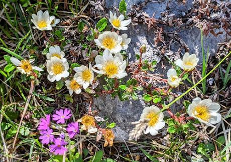 30 Bilder Maiblüten in Mittenwald / Fleurs de mai à Mittenwald — 30 photos