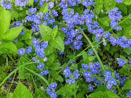 30 Bilder Maiblüten in Mittenwald / Fleurs de mai à Mittenwald — 30 photos