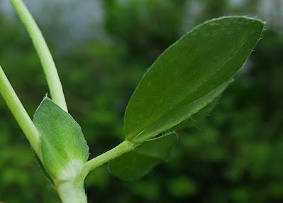 Lotier à gousses carrées (Lotus maritimus)