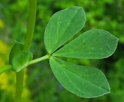 Lotier à gousses carrées (Lotus maritimus)