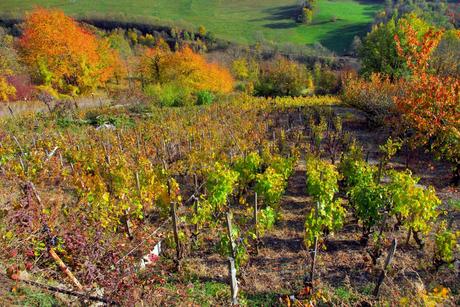 Vignes de Tarentaise © French Moments