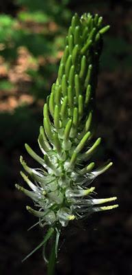 Raiponce en épi (Phyteuma spicatum subsp. spicatum)
