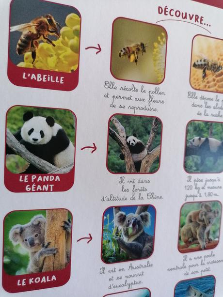 Mon grand imagier des animaux du monde IMG_20230603_154918